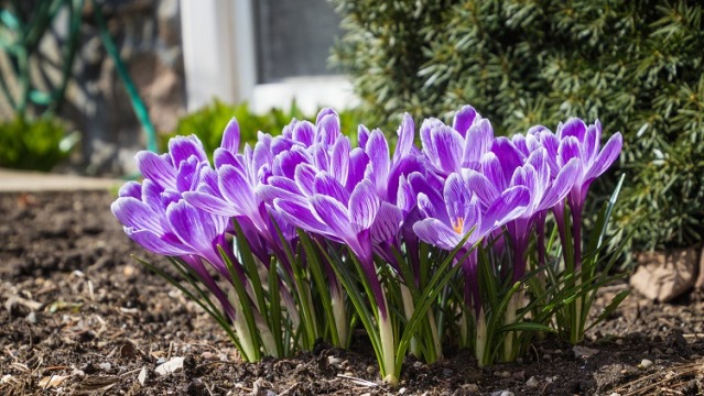 Guide To Growing Crocus Bulbs