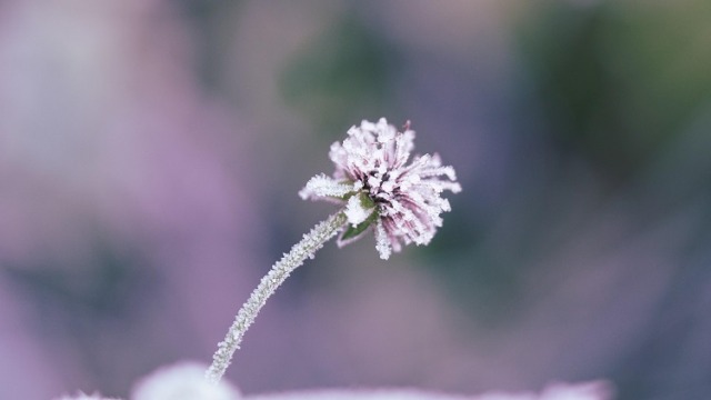 Top Winter Gardening Tips