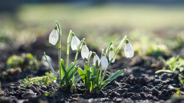 Guide To Growing Snowdrops