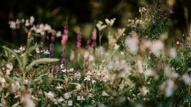 Reasons To Grow Wildflowers In Your Garden