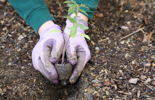 Gardening On A Budget: Tips For Thrifty Plant Lovers