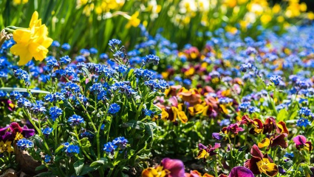 How to plan a Spring bulb garden