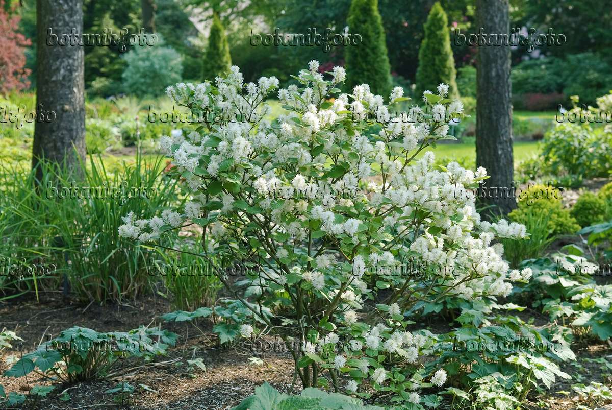 502202 - Dwarf fothergilla (Fothergilla gardenii)