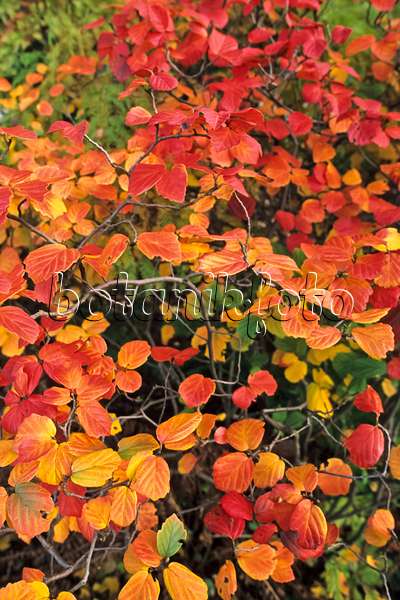 383062 - Large fothergilla (Fothergilla major)