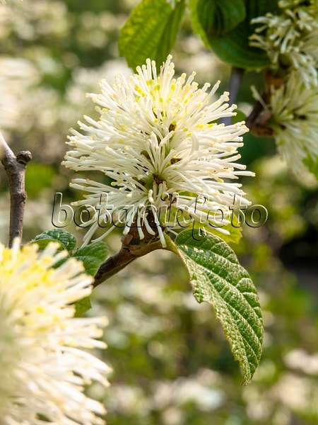 437186 - Large fothergilla (Fothergilla major)