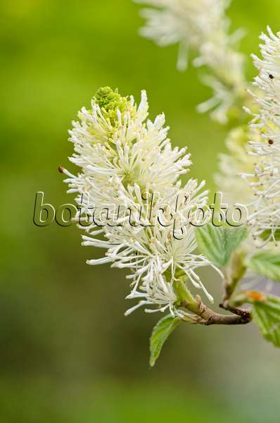 531194 - Large fothergilla (Fothergilla major)