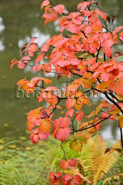 549110 - Large fothergilla (Fothergilla major)