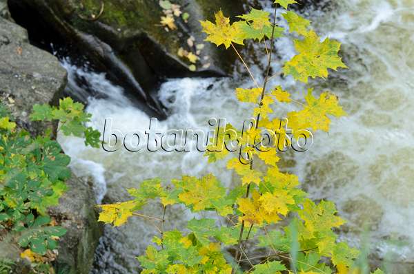 501219 - Norway maple (Acer platanoides) at a mountain brook, Bode Valley Nature Reserve, Germany