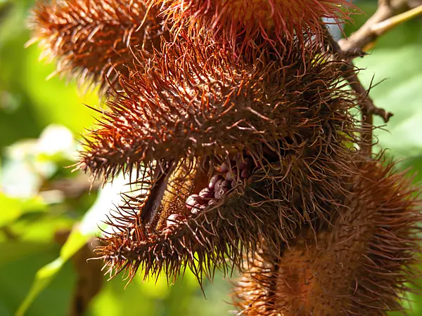 434081 - Annatto (Bixa orellana)