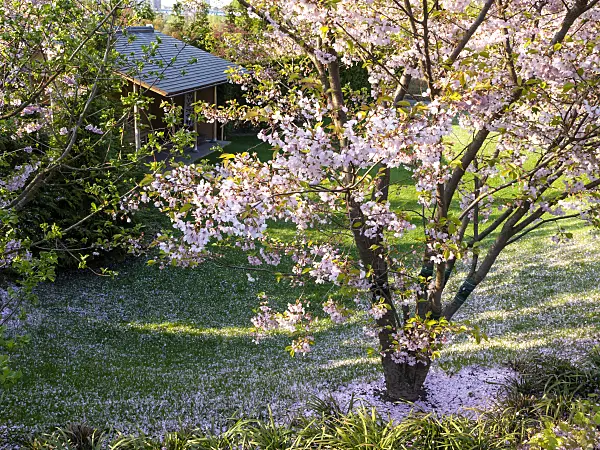 437120 - Autumn cherry (Prunus subhirtella), Japanese Garden, Erholungspark Marzahn, Berlin, Germany