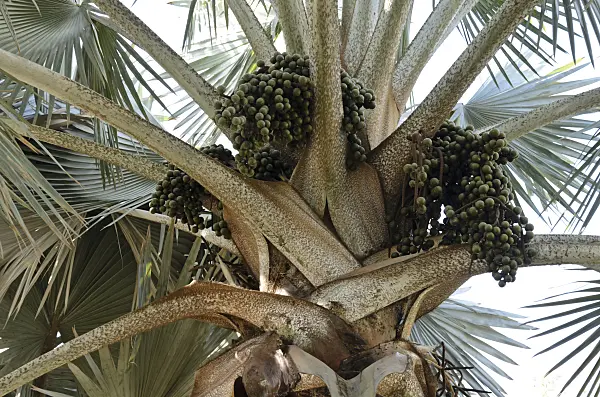 564022 - Bismarck palm (Bismarckia nobilis 'Silver')