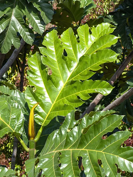 434307 - Breadfruit (Artocarpus altilis)