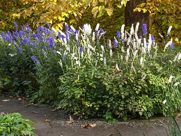 465201 - Bugbane (Cimicifuga simplex syn. Actaea simplex) and Carmichael's monkshood (Aconitum carmichaelii 'Arendsii' syn. Aconitum arendsii)