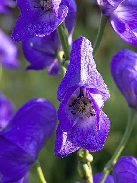 441186 - Carmichael's monkshood (Aconitum carmichaelii)