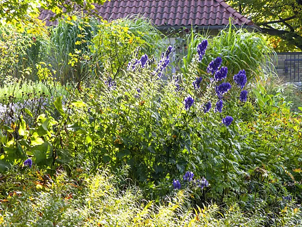 465133 - Carmichael's monkshood (Aconitum carmichaelii)