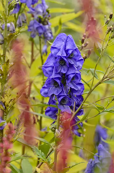 501117 - Carmichael's monkshood (Aconitum carmichaelii)