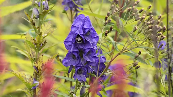 501120 - Carmichael's monkshood (Aconitum carmichaelii) and bumble bee (Bombus)