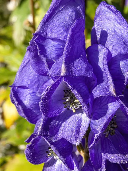 430205 - Carmichael's monkshood (Aconitum carmichaelii 'Arendsii' syn. Aconitum arendsii)