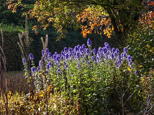 465178 - Carmichael's monkshood (Aconitum carmichaelii 'Arendsii' syn. Aconitum arendsii)