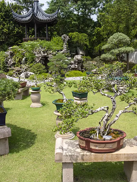 411212 - Carmona retusa, Bonsai Garden, Singapore