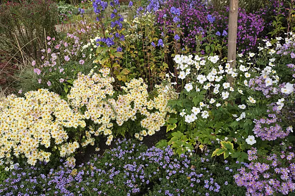 477105 - Chrysanthemum (Chrysanthemum indicum 'Lichtkuppel'), common monkshood (Aconitum napellus) and Japanese anemone (Anemone hupehensis var. japonica)