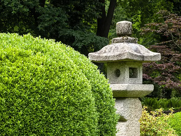 426146 - Common boxwood (Buxus sempervirens) with stone lantern