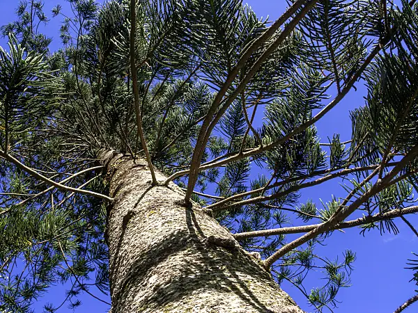 434383 - Cook's pine (Araucaria columnaris)