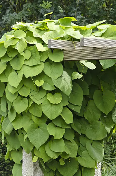 571036 - Dutchman's pipe (Aristolochia arborea)