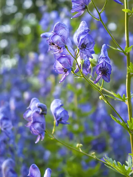 416062 - Garden monkshood (Aconitum x cammarum)