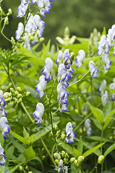 510176 - Garden monkshood (Aconitum x cammarum 'Bicolor')