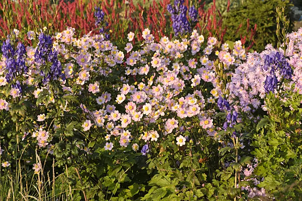 489063 - Grape-leaf anemone (Anemone tomentosa 'Serenade') and Carmichael's monkshood (Aconitum carmichaelii 'Arendsii' syn. Aconitum arendsii)