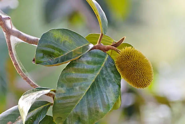 525484 - Jackfruit (Artocarpus heterophyllus)