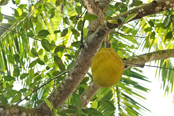 525485 - Jackfruit (Artocarpus heterophyllus)