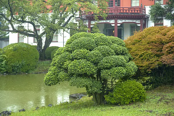 575125 - Japanese holly (Ilex crenata) and Enkianthus perulatus