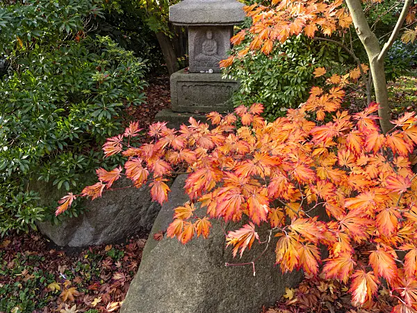 465263 - Japanese maple (Acer japonicum)