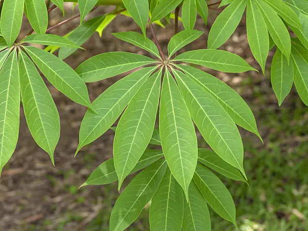 434219 - Kapok (Ceiba pentandra)