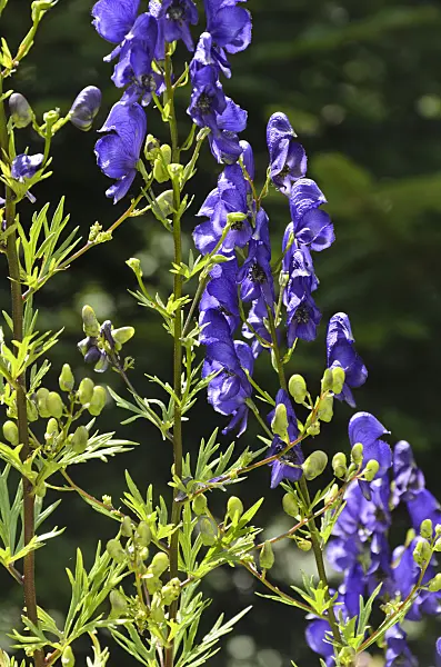 498184 - Manchurian monkshood (Aconitum variegatum)