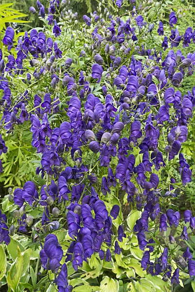 609001 - Monkshood (Aconitum henryi 'Spark')