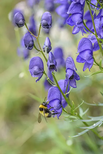 575004 - Monkshood (Aconitum tauricum)