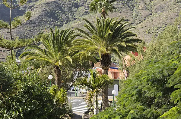 564076 - Norfolk Island pine (Araucaria heterophylla), Canary Island date palm (Phoenix canariensis) and pride of Barbados (Caesalpinia pulcherrima), Mogán, Gran Canaria, Spain