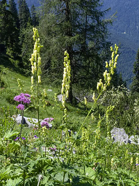 439339 - Northern wolfsbane (Aconitum lycoctonum)