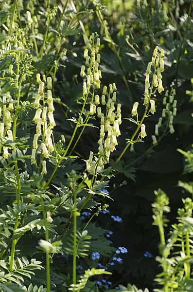 496267 - Northern wolfsbane (Aconitum lycoctonum 'Ivorine')