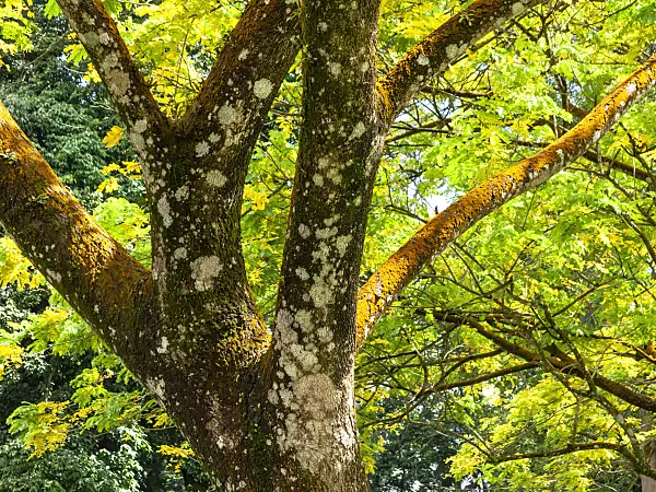 434051 - Rain tree (Albizia saman 'Yellow')