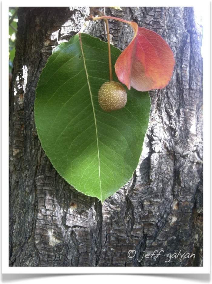 callery pear