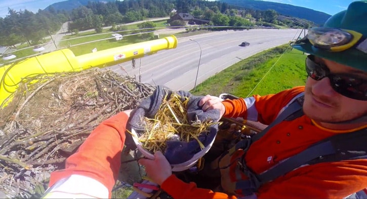 Salmon Arm osprey nests linked to power outages moved - Salmon Arm Observer