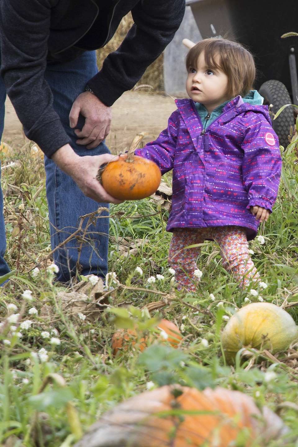 2017 in review: October - Salmon Arm Observer