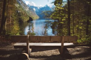 a bench in the woods