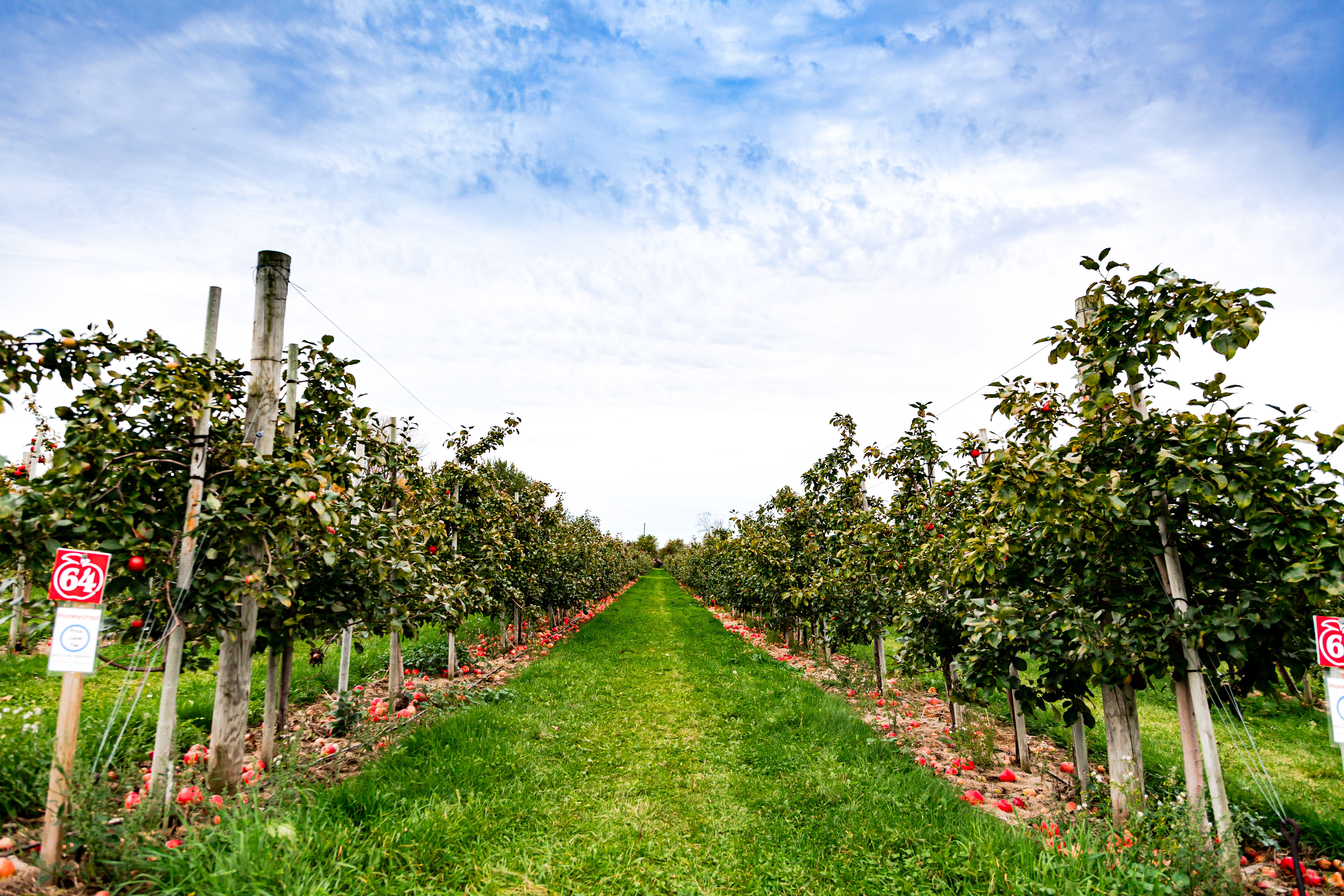 View down a row of apple trees in an orchard