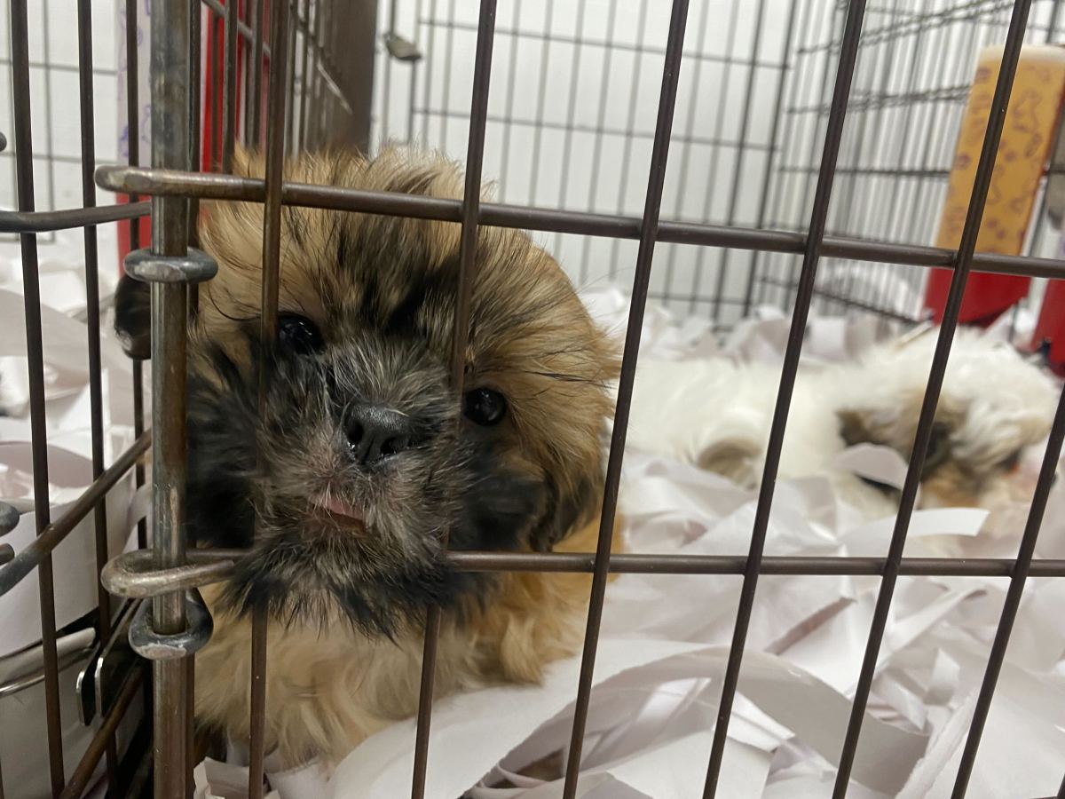 puppy in cage at pet store