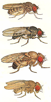 07-062 (Drosophila 12 Genomes Consortium)